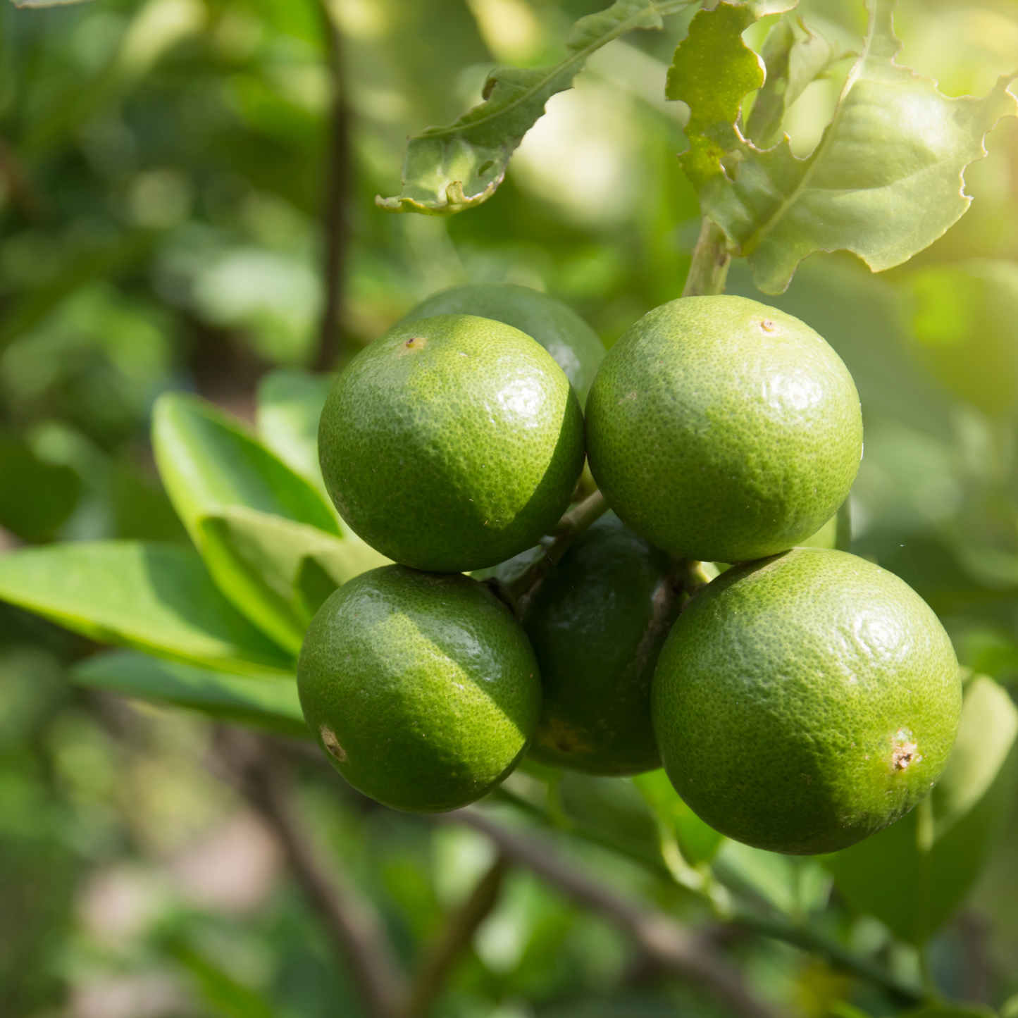 Limoni Verdello
