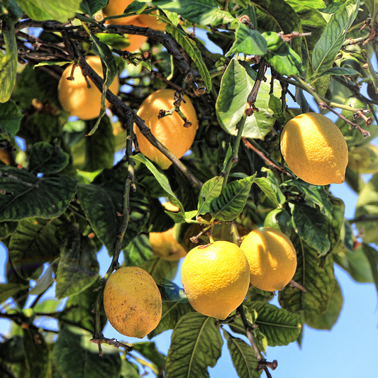 Vendita Limoni Pugliesi Primofiore Femminello - Confezione da 14 kg (2,49 € al kg)