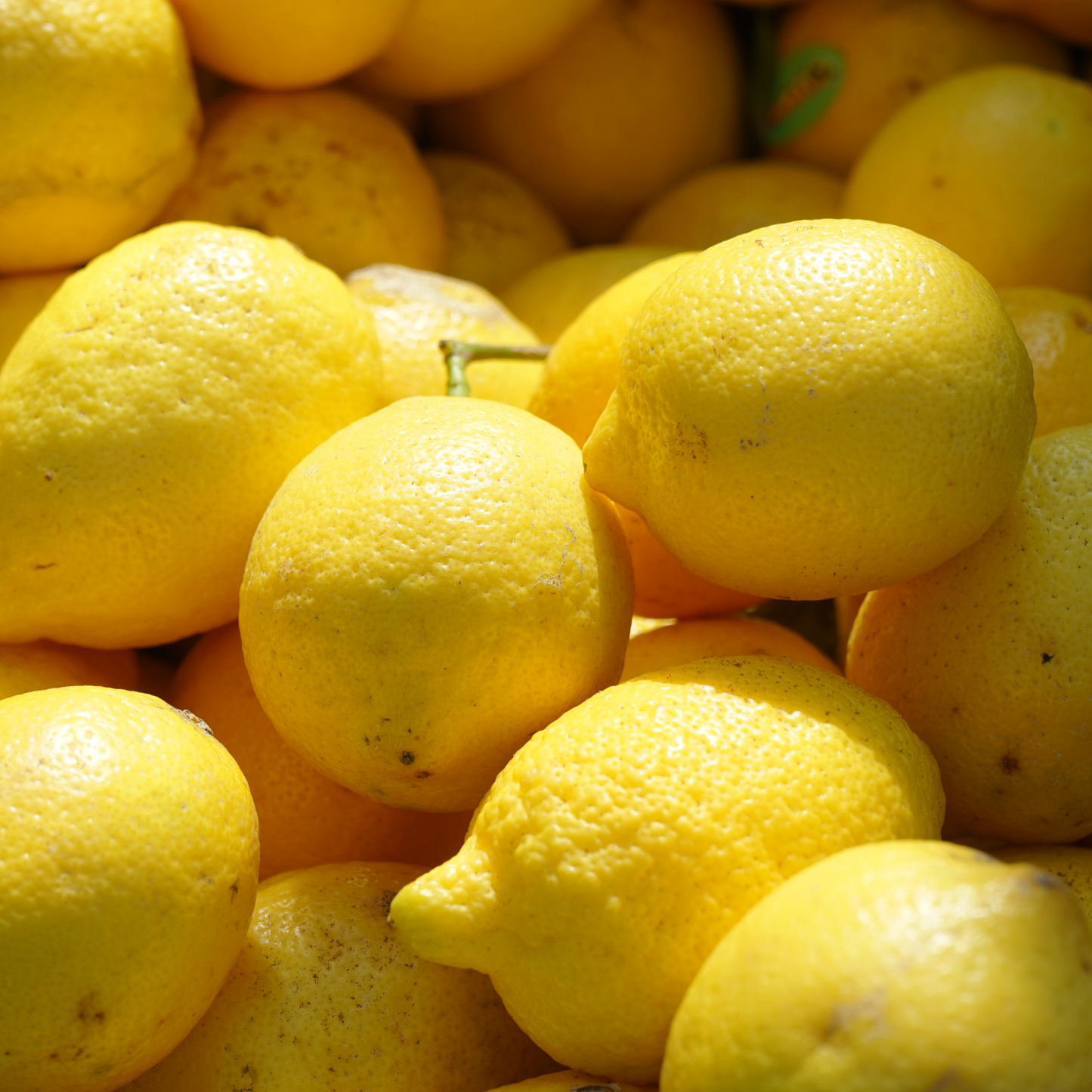 Limoni Primofiore – Femminello