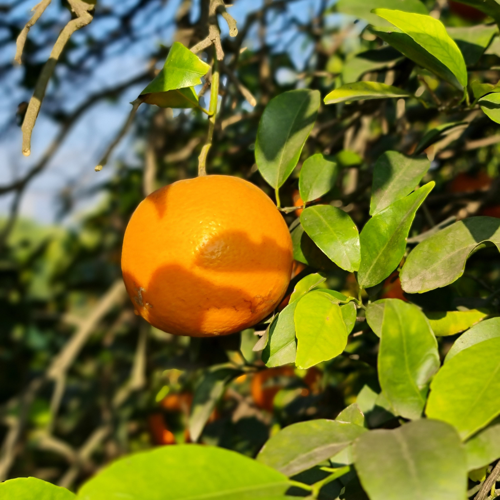 Clementine Clemenruby