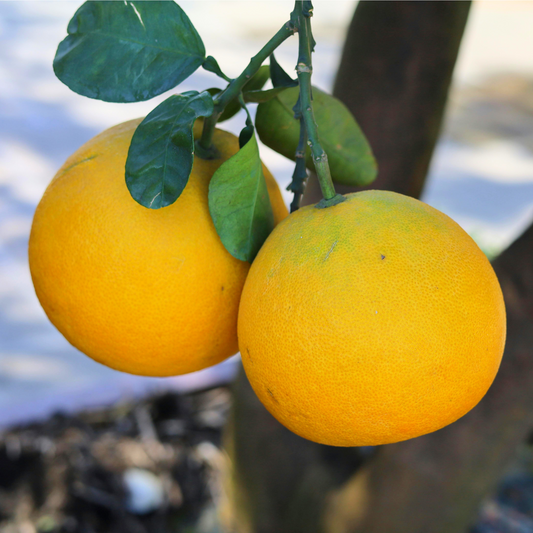 Oranges de table Navel des Pouilles