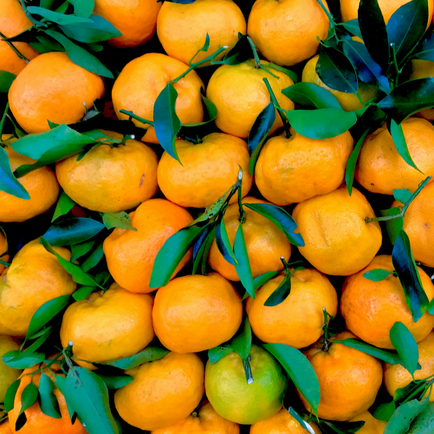 Vendita Confezione Mista di Arance Navel e Clementine Pugliesi IGP del Golfo di Taranto - Confezione da 14 kg (2,38 € al kg)