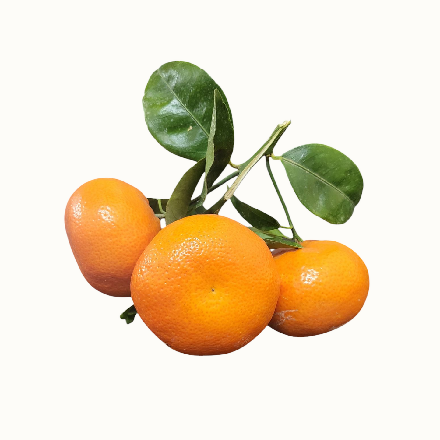 Vendita Clementine Pugliesi IGP del Golfo di Taranto - Confezione da 14 kg (2,52 € al kg)