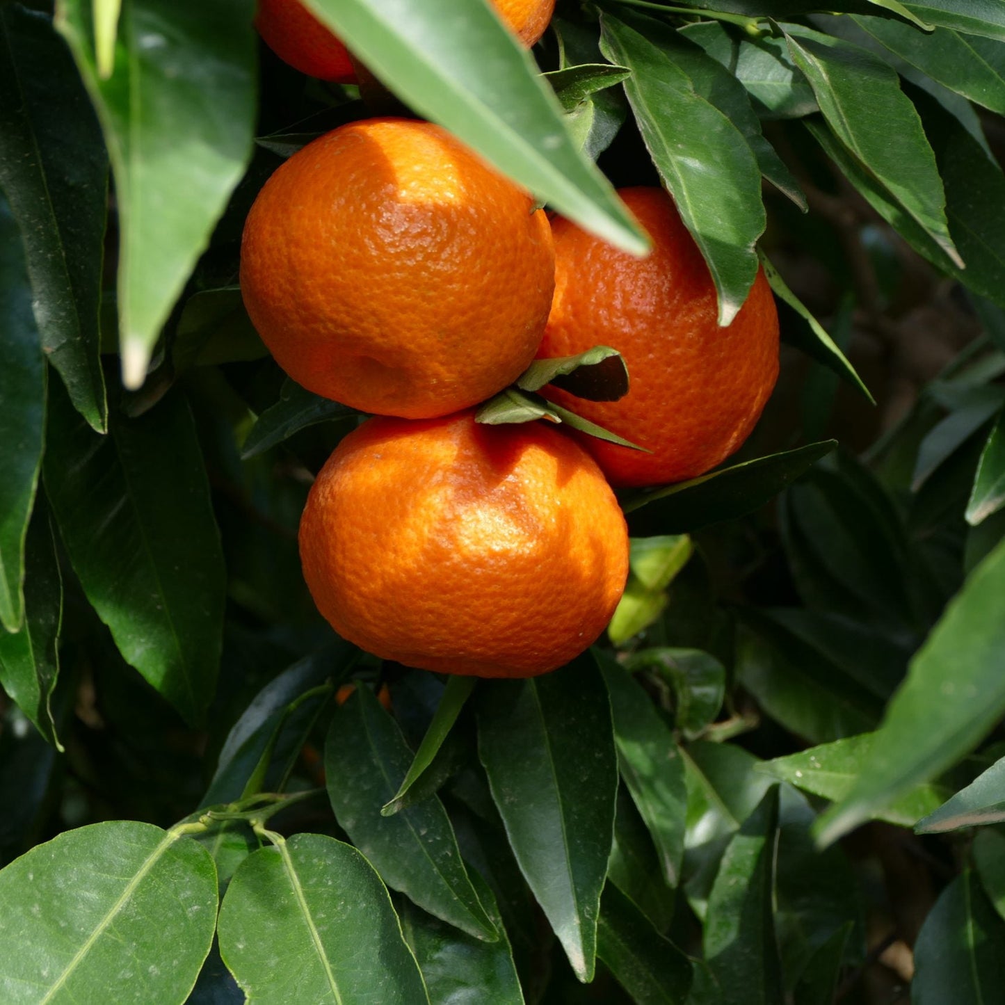 Clementine Pugliesi IGP del Golfo di Taranto