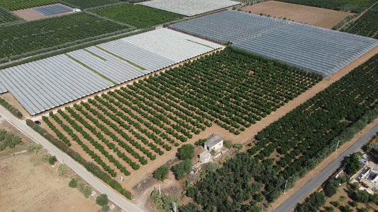 Puglia Fruit: una terra, mille racconti di gusto