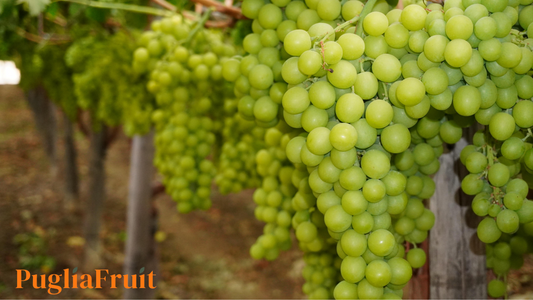 Uva pugliese, l'inizio di un viaggio: dai filari di Puglia Fruit a casa tua