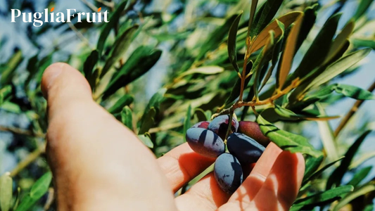 Dalla raccolta alla tavola: l’eccellenza dell'Olio extravergine pugliese di Terre Fatiguso