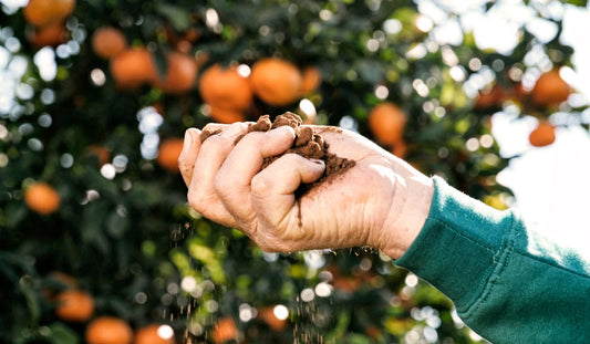 Dal cuore della Puglia alla tua tavola: il paniere d’eccellenza di Puglia Fruit