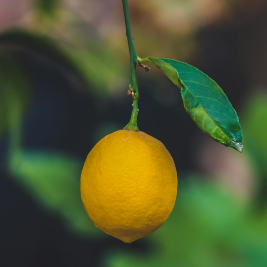Limoni Pugliesi