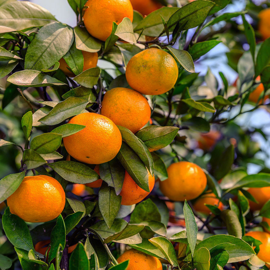 Confezione Mista da 14 kg di Mandarini Tang Gold Pugliesi e Lattina da 500 ml di Olio extra vergine di Oliva Pugliese