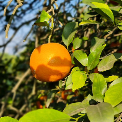 Clementine Clemenruby