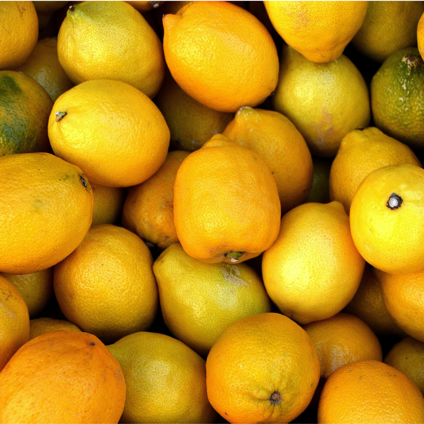 Limoni Pugliesi