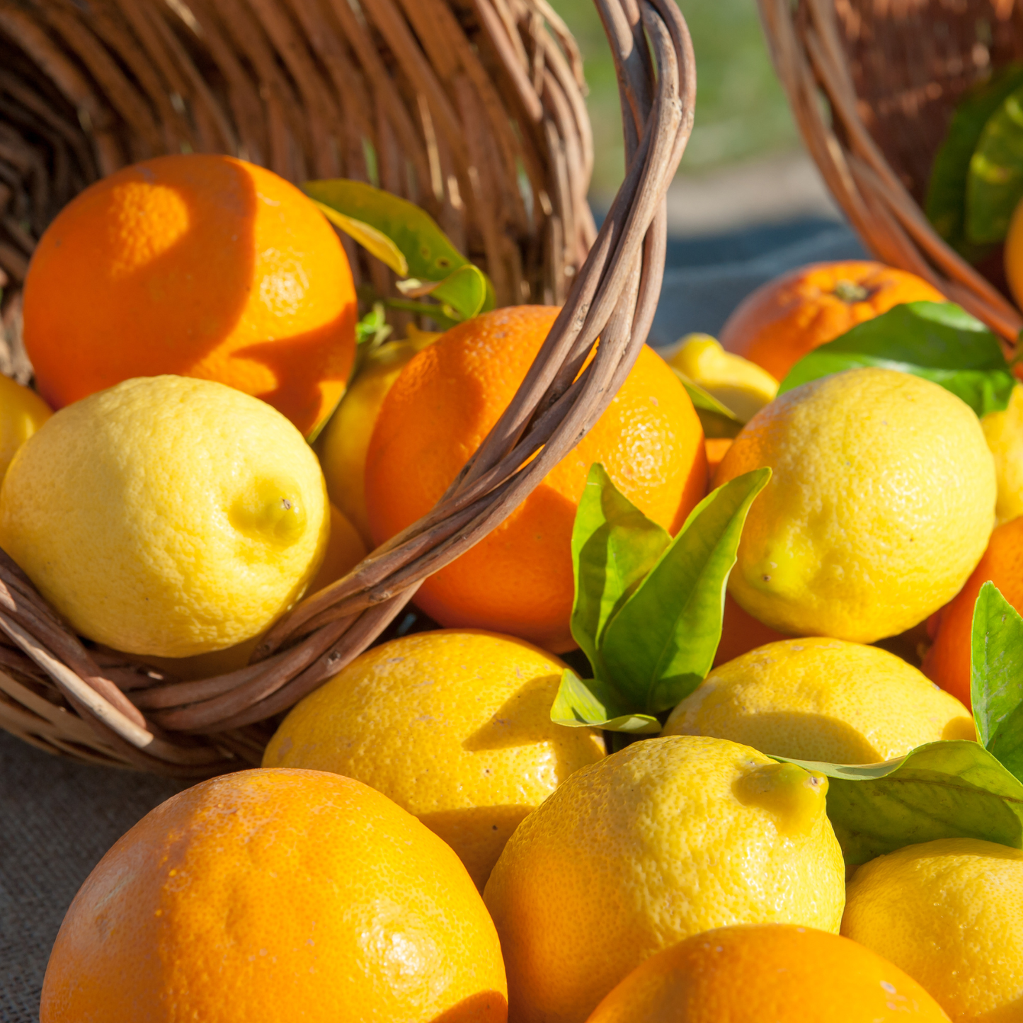 Confezione Mista di Arance Navel, Clementine Pugliesi IGP del Golfo di Taranto e Limoni Pugliesi Primofiore Femminello - Confezione da 14 kg (2,49 € al kg)