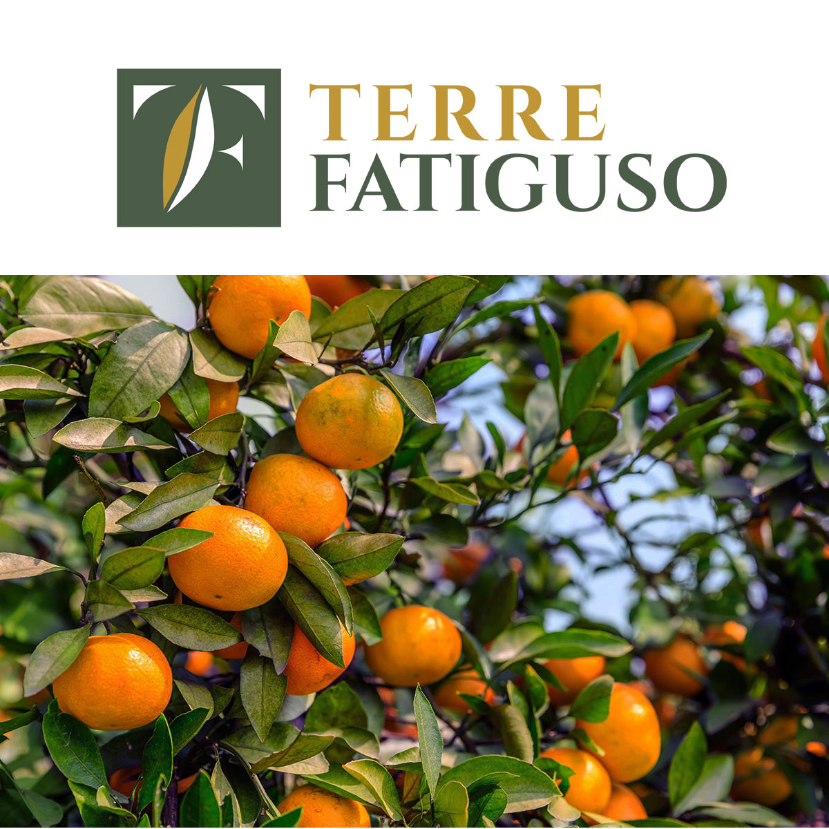 Confezione da 10 kg di Clementine Pugliesi IGP (2,20€ AL KG.)