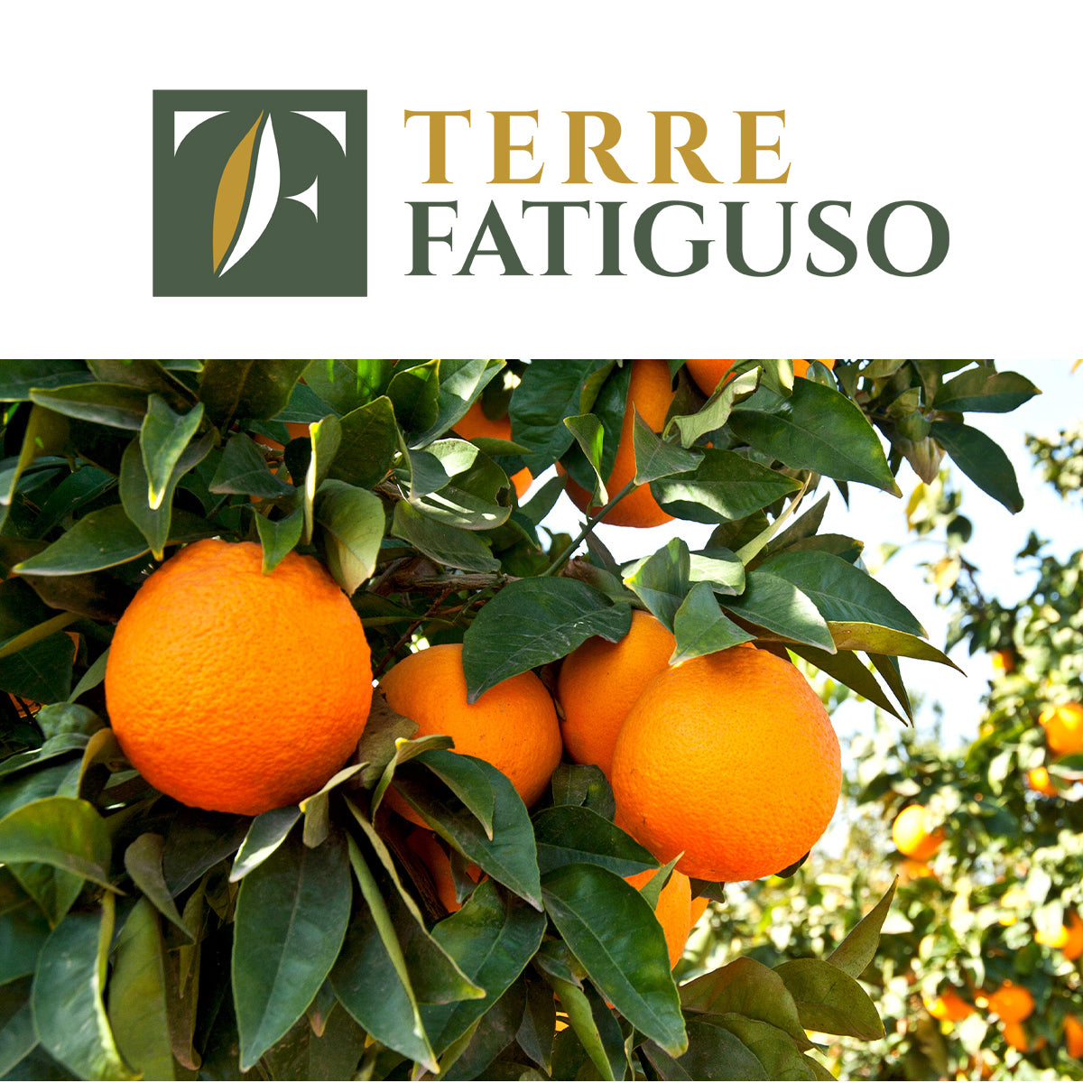 Confezione da 5 kg di Arance Navel + 5 kg di Clementine Pugliesi