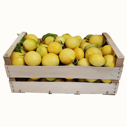 Citrons Primofiore – Femminello